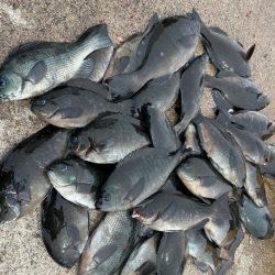 魚津港フカセ釣り