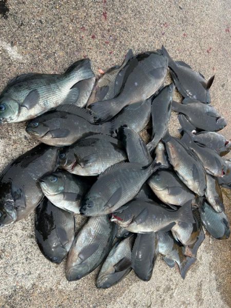 魚津港フカセ釣り