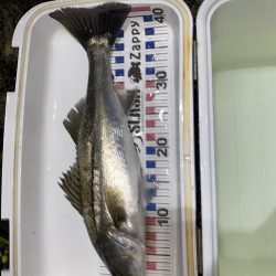 ホタパタでシーバス