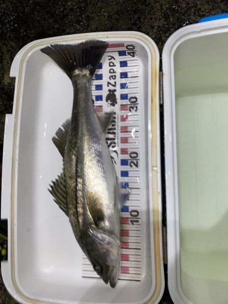 ホタパタでシーバス