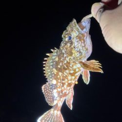 しごおわ釣行🎣