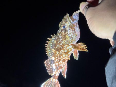 しごおわ釣行🎣