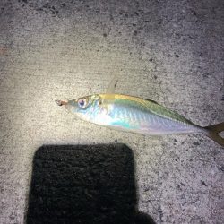 アジング&メバリング