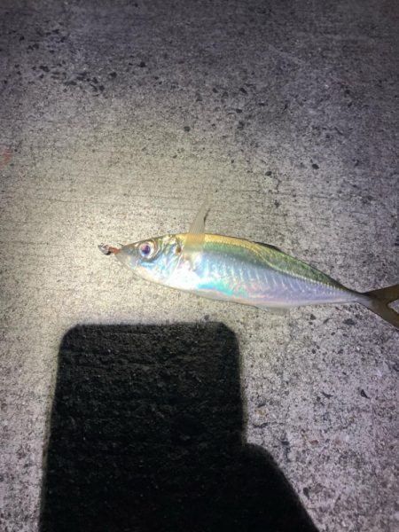 アジング&メバリング