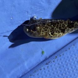 鳥取港近海アジサビキ|雨の影響か?激渋で撃沈!