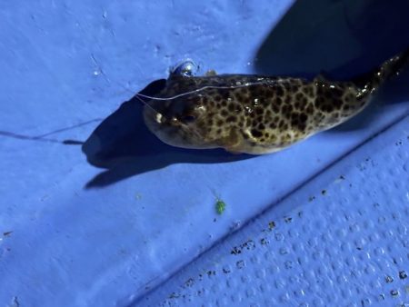 鳥取港近海アジサビキ|雨の影響か?激渋で撃沈!