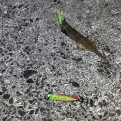 ヤリイカウキ釣り｜コンスタントに釣れて良い感じ♪