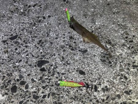 ヤリイカウキ釣り｜コンスタントに釣れて良い感じ♪