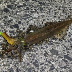 自作ササミ最強！ヤリイカ好調♪