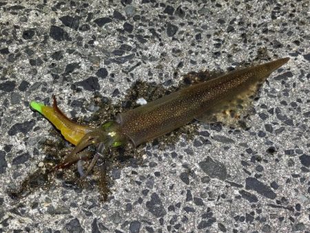 自作ササミ最強！ヤリイカ好調♪