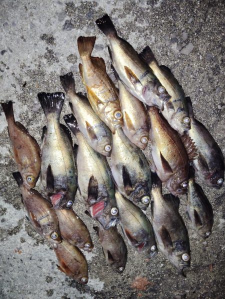今日もメバル釣り