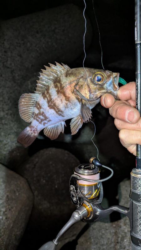 メバリング再始動