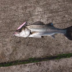 連日のフッコ1匹(^-^;