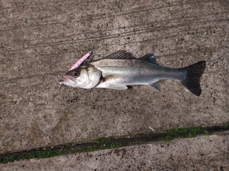 連日のフッコ1匹(^-^;