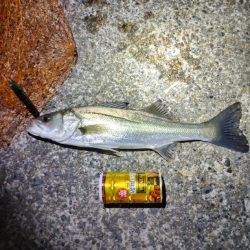 フッコ45cmと38cm