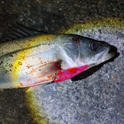 フッコ38cmと40cm