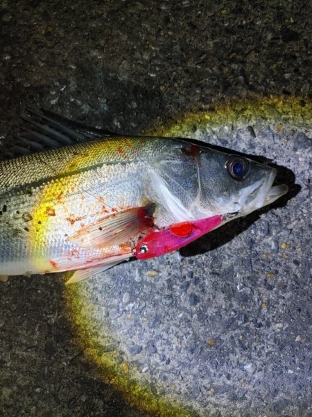 フッコ38cmと40cm