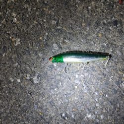 フッコ40～42cmを3匹