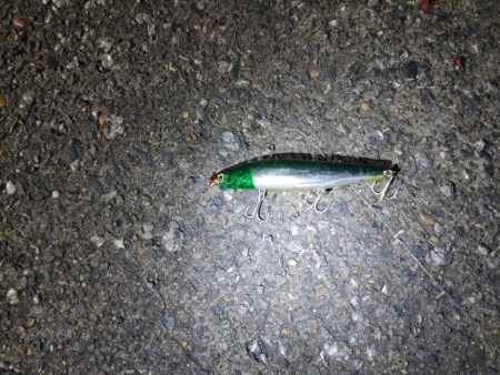 フッコ40～42cmを3匹