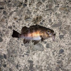 プチ冬眠からの目覚めプラッキング