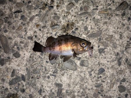 プチ冬眠からの目覚めプラッキング