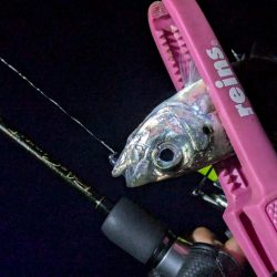 静岡県某所 ナイトアジング