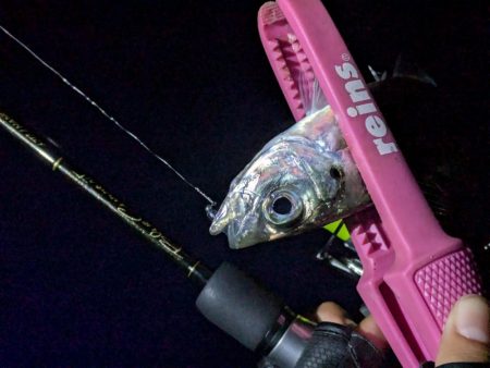 静岡県某所 ナイトアジング