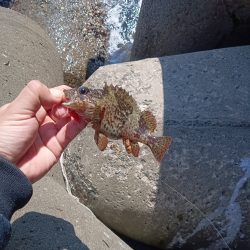 東浦〜穴釣り〜昼