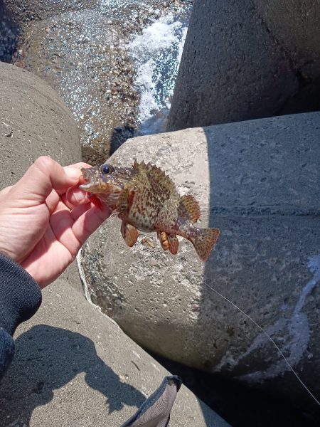 東浦〜穴釣り〜昼