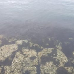 穴釣り〜淡路東浦〜2日目