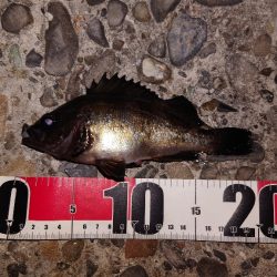 電気浮き釣り 3