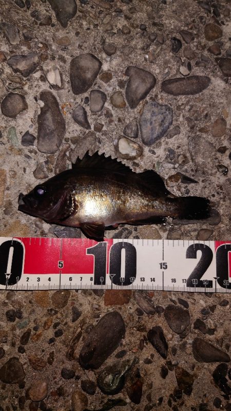 電気浮き釣り 3