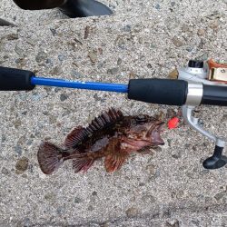 テトラ穴釣り、カサゴ良釣