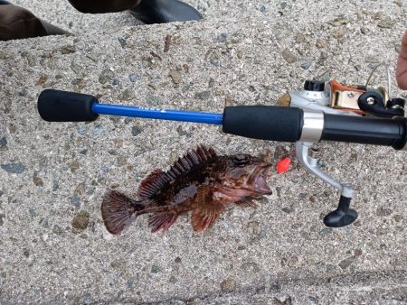 テトラ穴釣り、カサゴ良釣