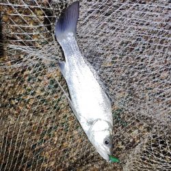 流れ強すぎてもダメなのね～