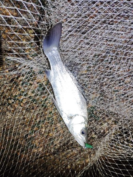 流れ強すぎてもダメなのね～