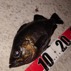 電気ウキ釣り 4 (自己記録更新)