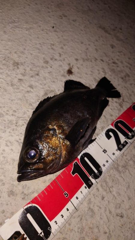 電気ウキ釣り 4 (自己記録更新)