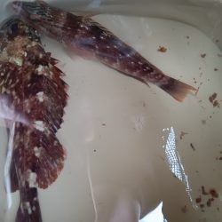 ちょい穴釣り〜仮屋