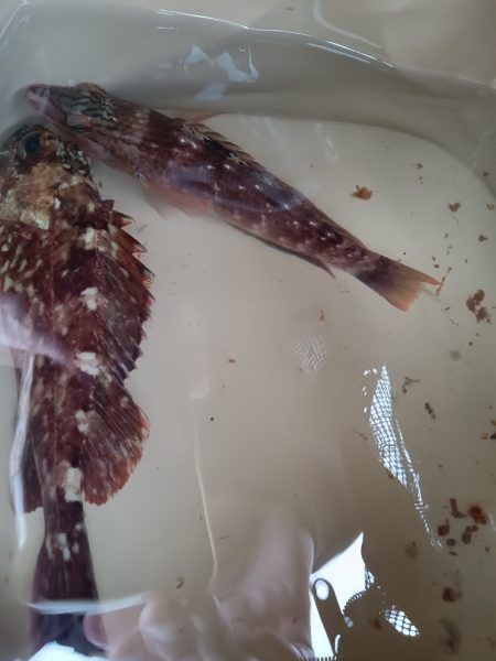 ちょい穴釣り〜仮屋