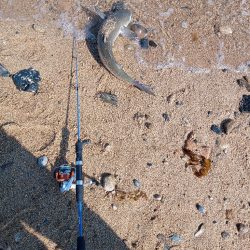 青天、浜からボラフィッシング