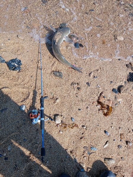 青天、浜からボラフィッシング