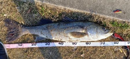 春がきたかな？いきなりあと少しでランカー