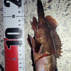 困ったときのカサゴ