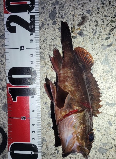 困ったときのカサゴ