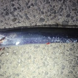 アジを狙ってみた