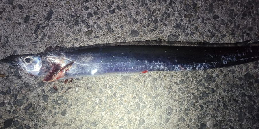 アジを狙ってみた