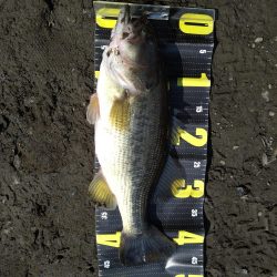 デスアダーで2本