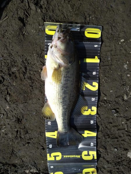 デスアダーで2本