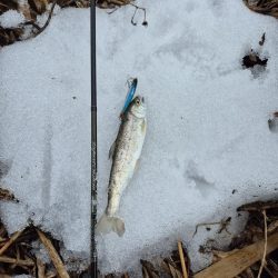 寒い雨で活性低い